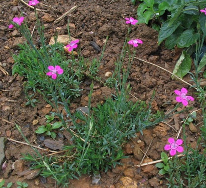 Dianthus species