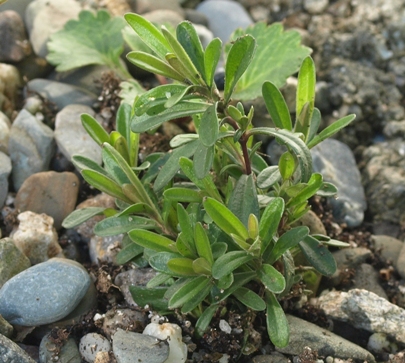 Dianthus species