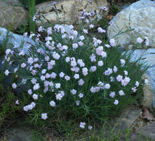 Dianthus turkestanicus