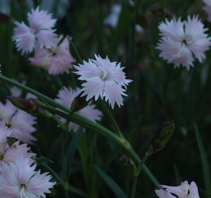 Dianthus turkestanicus