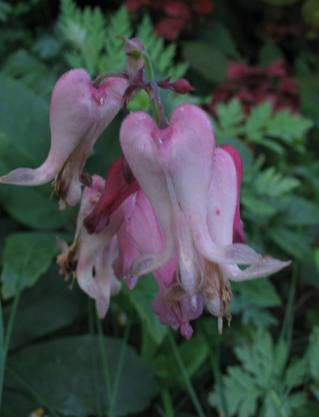 Dicentra eximia