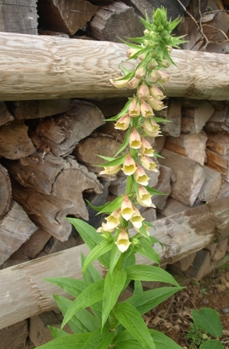 Digitalis fontanesii whole plant