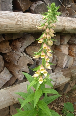 Digitalis fontanesii whole plant