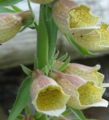 Digitalis fontanesii flower