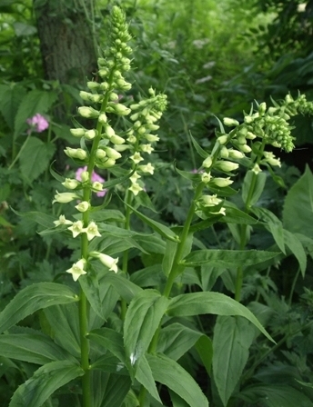 Digitalis lutea whole plant