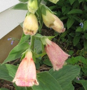 Digitalis mertonensis flower