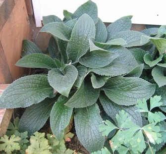 Digitalis mertonensis leaves