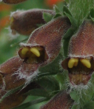 Digitalis parviflora