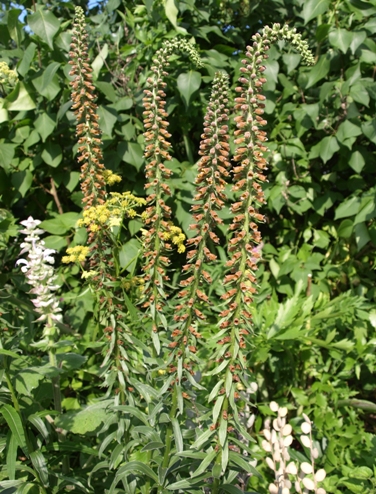 Digitalis parviflora