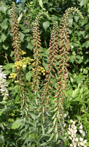 Digitalis parviflora whole plant