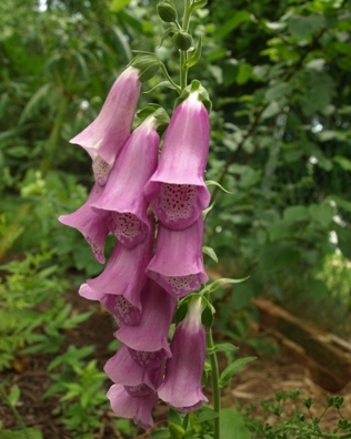 Digitalis thapsi flowers