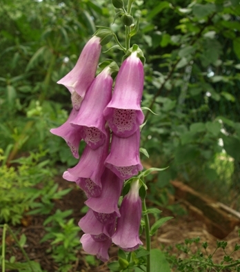 Digitalis thapsi