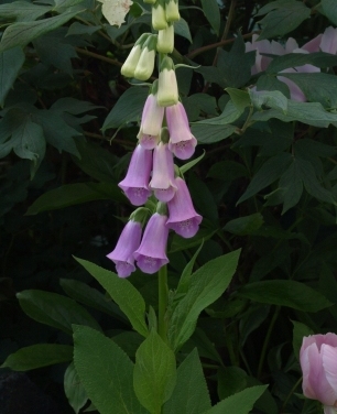 Digitalis thapsi whole plant