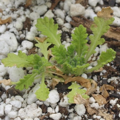 Dionysia aretioides