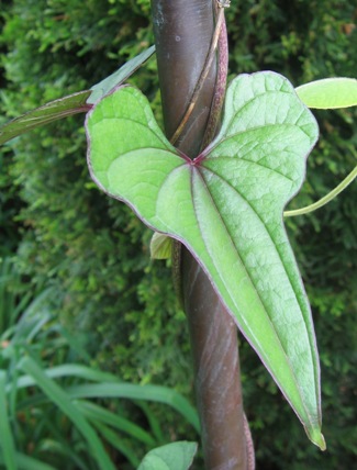 Dioscorea polystachya