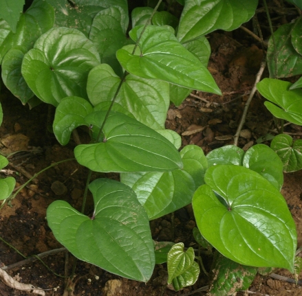 cinnamon vine, Chinese yam