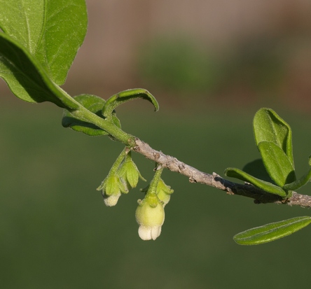Diospyros texana
