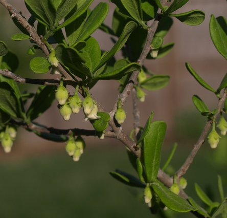 Texas persimmon; black persimmon
