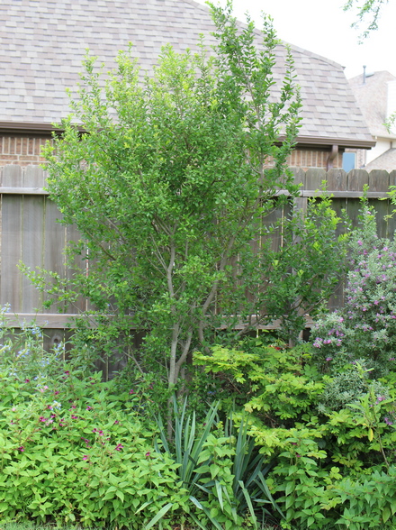 Texas persimmon; black persimmon