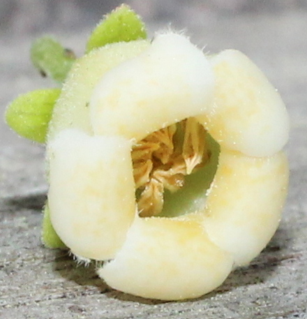 Texas persimmon; black persimmon