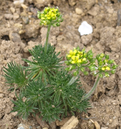 Draba lasiocarpa var. compacta