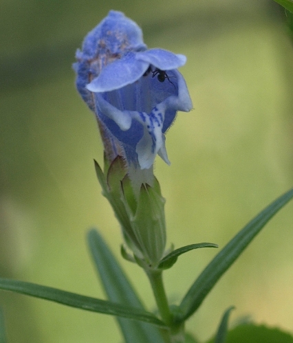 Dracocephalum forrestii