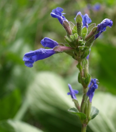 Dracocephalum grandiflorum