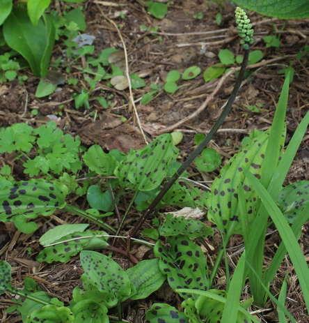 African false hosta; little white soldiers