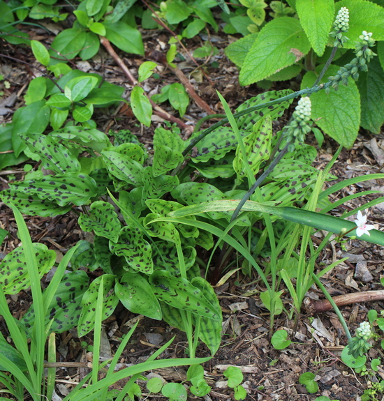 Drimiopsis maculata