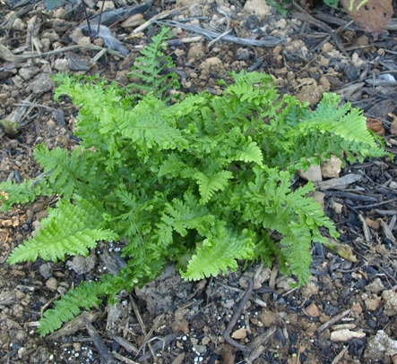 Dryopteris filix-mas 'Parsley'