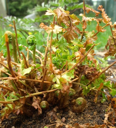Mexican male fern