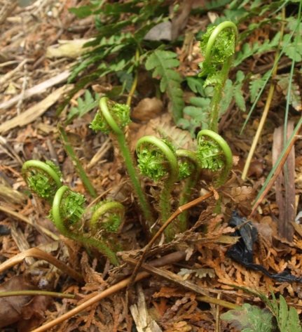leather wood fern; marginal shield fern