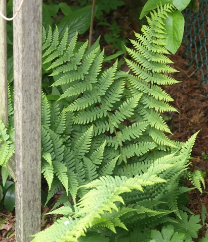 Dryopteris marginalis