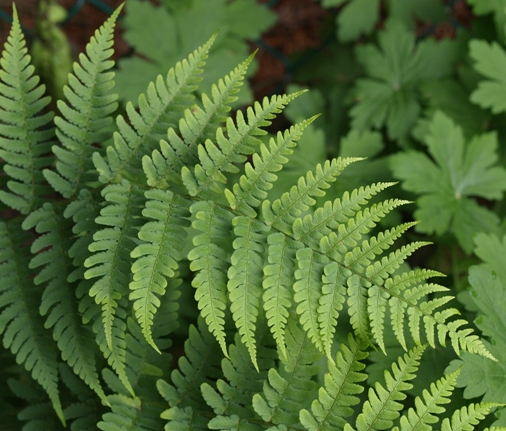 Dryopteris marginalis