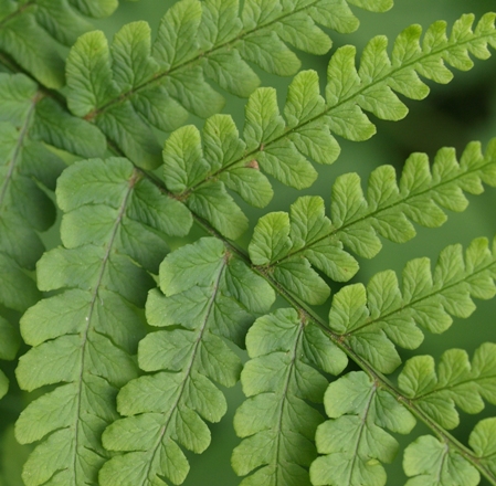 leather wood fern; marginal shield fern