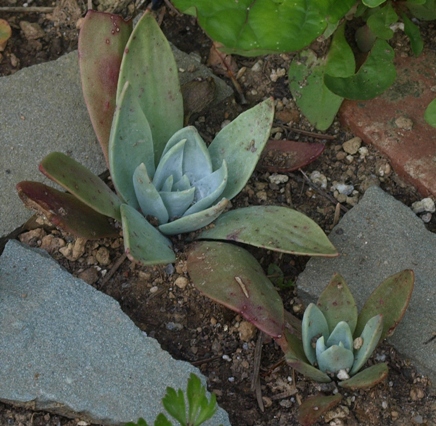 Dudleya cymosa