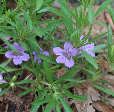 snake herb