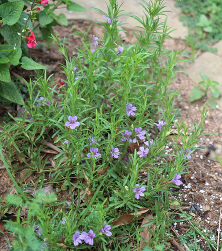 snake herb