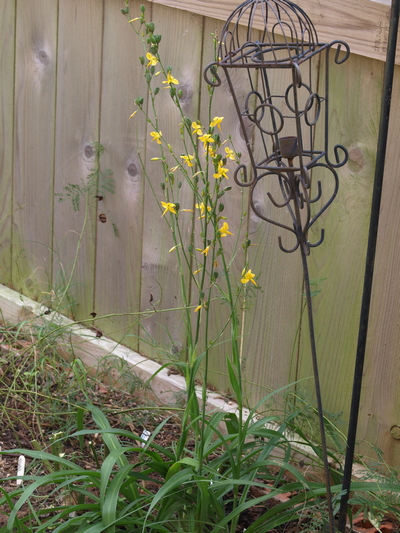 Texas crag lily