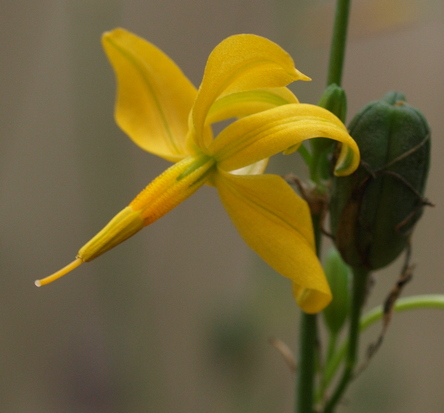 Echeandia texensis 'Loma del Potrero Cercado'