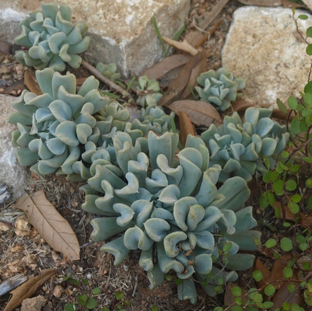 Echeveria runyonii 'Topsy Turvy'