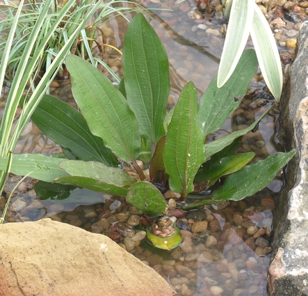 Echinodorus species