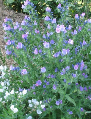 Echium plantagineum