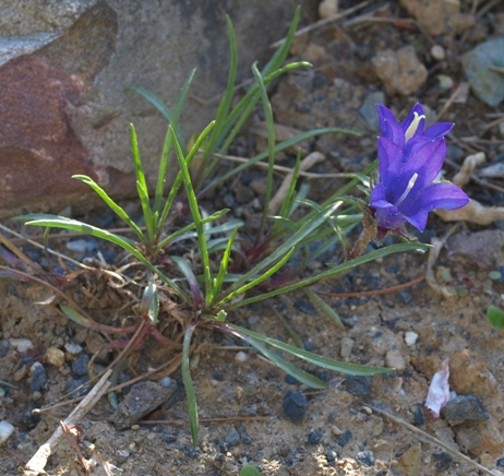 Edraianthus montenegrinus