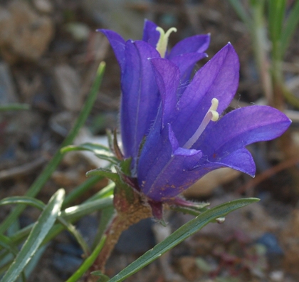 Edraianthus montenegrinus