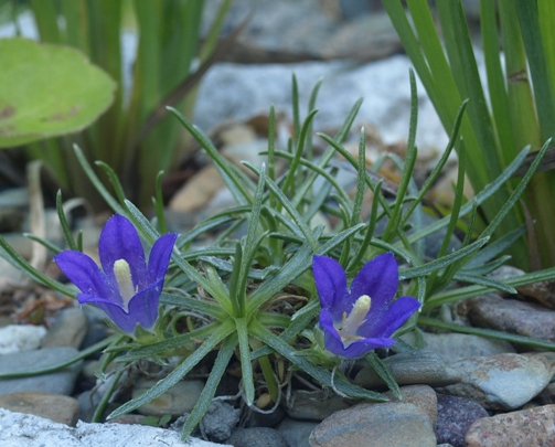 Edraianthus pumilio