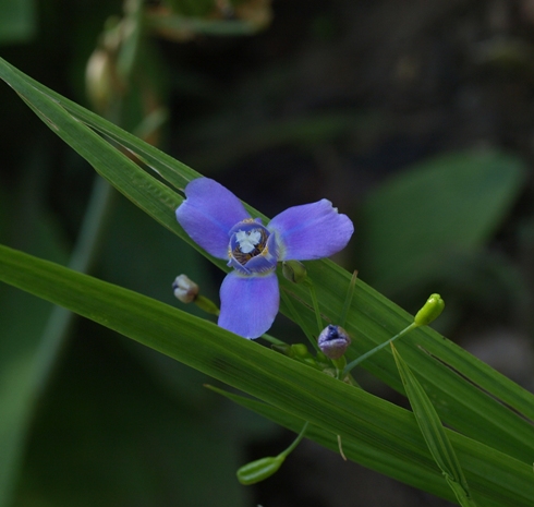 Ennealophus euryandrus