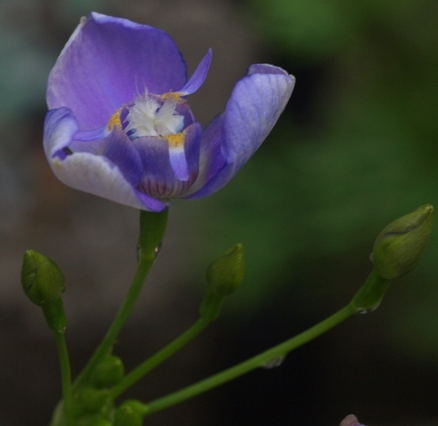 Argentine blue iris