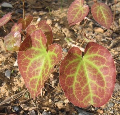 Epimedium x perralchicum 'Frohnleiten'