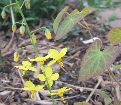 Epimedium x perralchicum 'Frohnleiten'